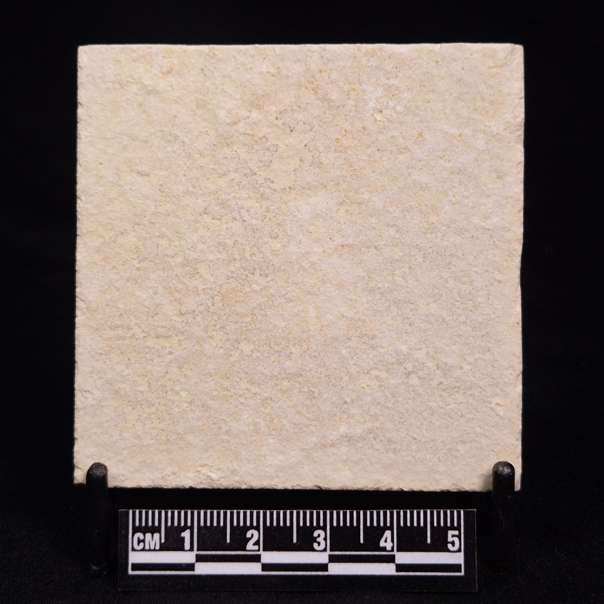 FLOATING CRINOID FOSSIL SACCOCOMA PECTINATA, Jurassic, Germany XFC016