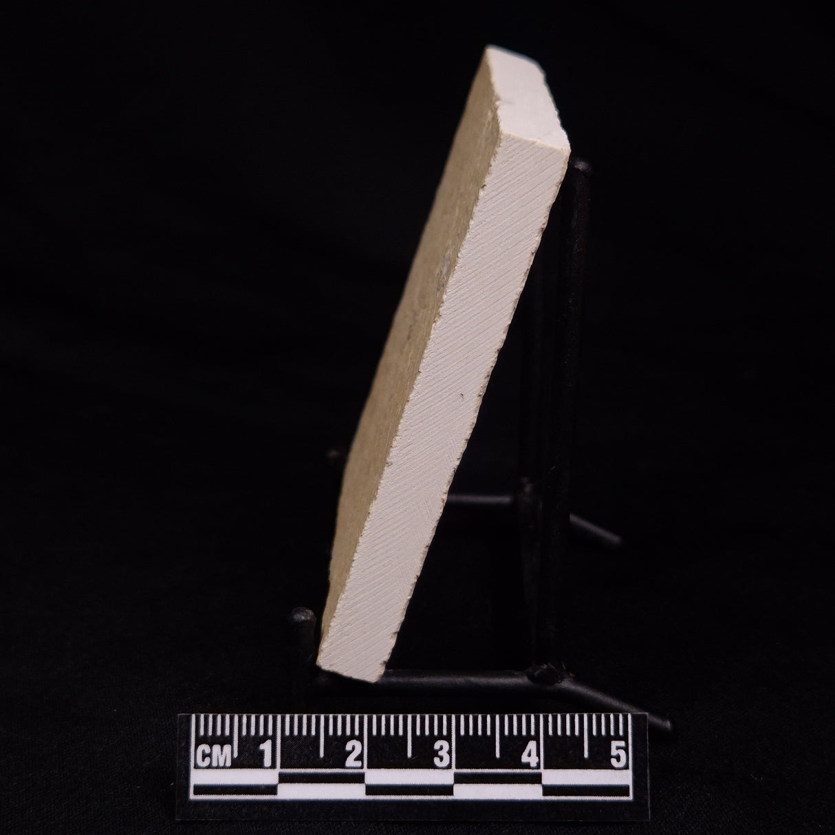 FLOATING CRINOID FOSSIL SACCOCOMA PECTINATA, Jurassic, Germany XFC016