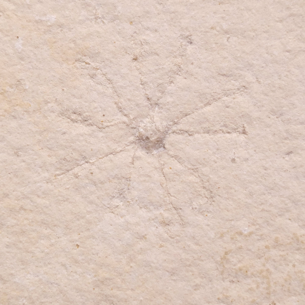 FLOATING CRINOID FOSSIL SACCOCOMA PECTINATA, Jurassic, Germany XFC017