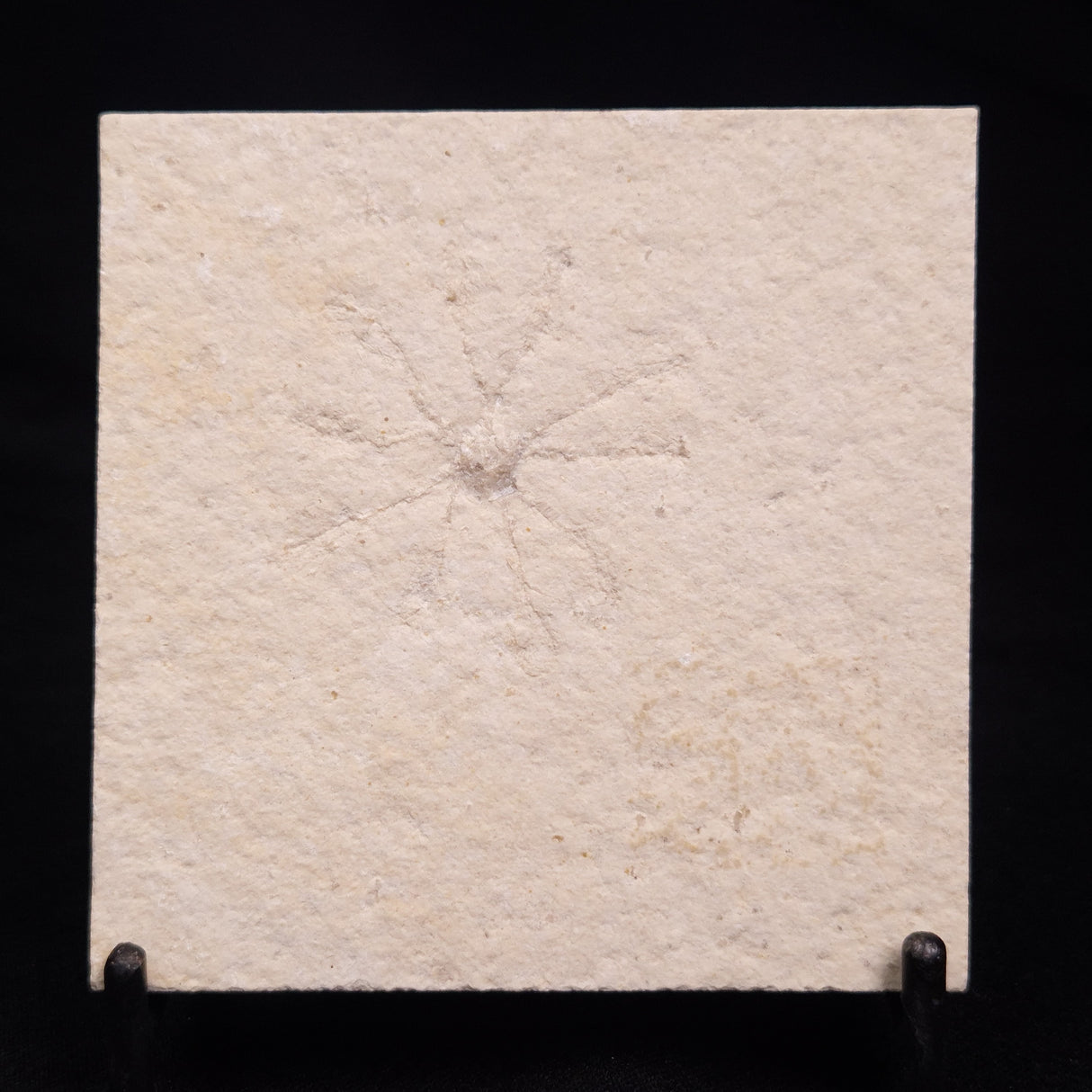 FLOATING CRINOID FOSSIL SACCOCOMA PECTINATA, Jurassic, Germany XFC017