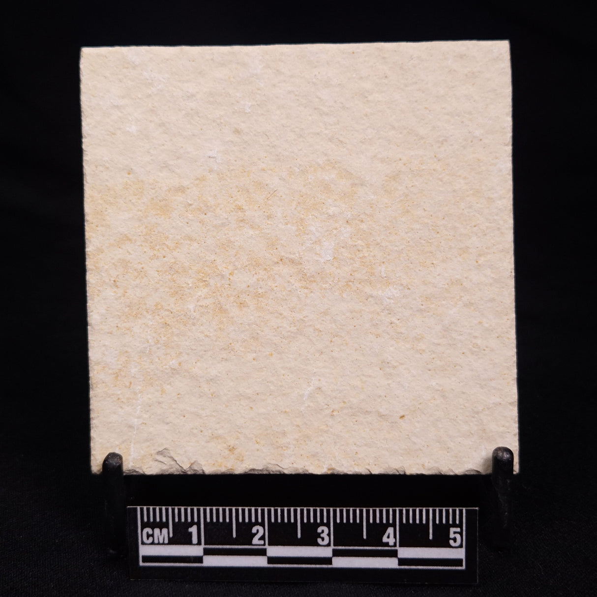 FLOATING CRINOID FOSSIL SACCOCOMA PECTINATA, Jurassic, Germany XFC017