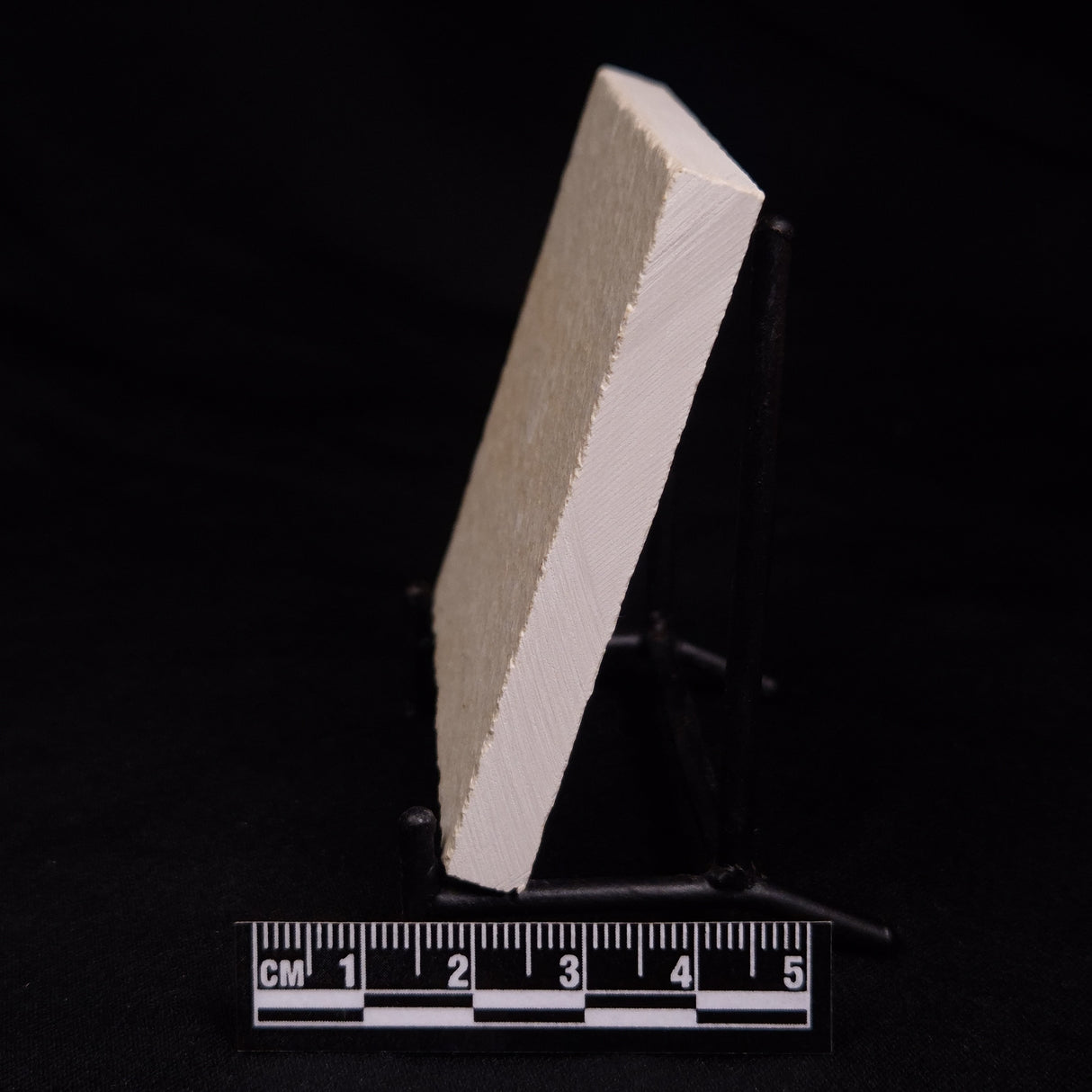 FLOATING CRINOID FOSSIL SACCOCOMA PECTINATA, Jurassic, Germany XFC017