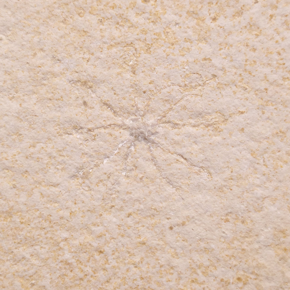 FLOATING CRINOID FOSSIL SACCOCOMA PECTINATA, Jurassic, Germany XFC018