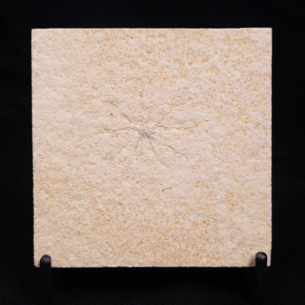 FLOATING CRINOID FOSSIL SACCOCOMA PECTINATA, Jurassic, Germany XFC018