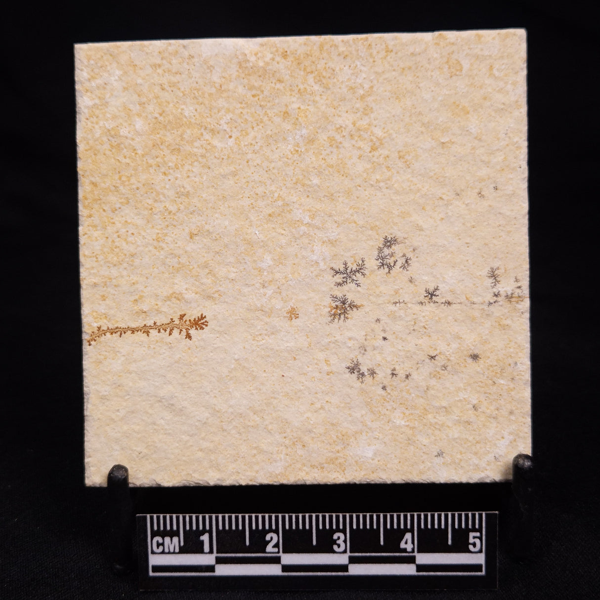 FLOATING CRINOID FOSSIL SACCOCOMA PECTINATA, Jurassic, Germany XFC018