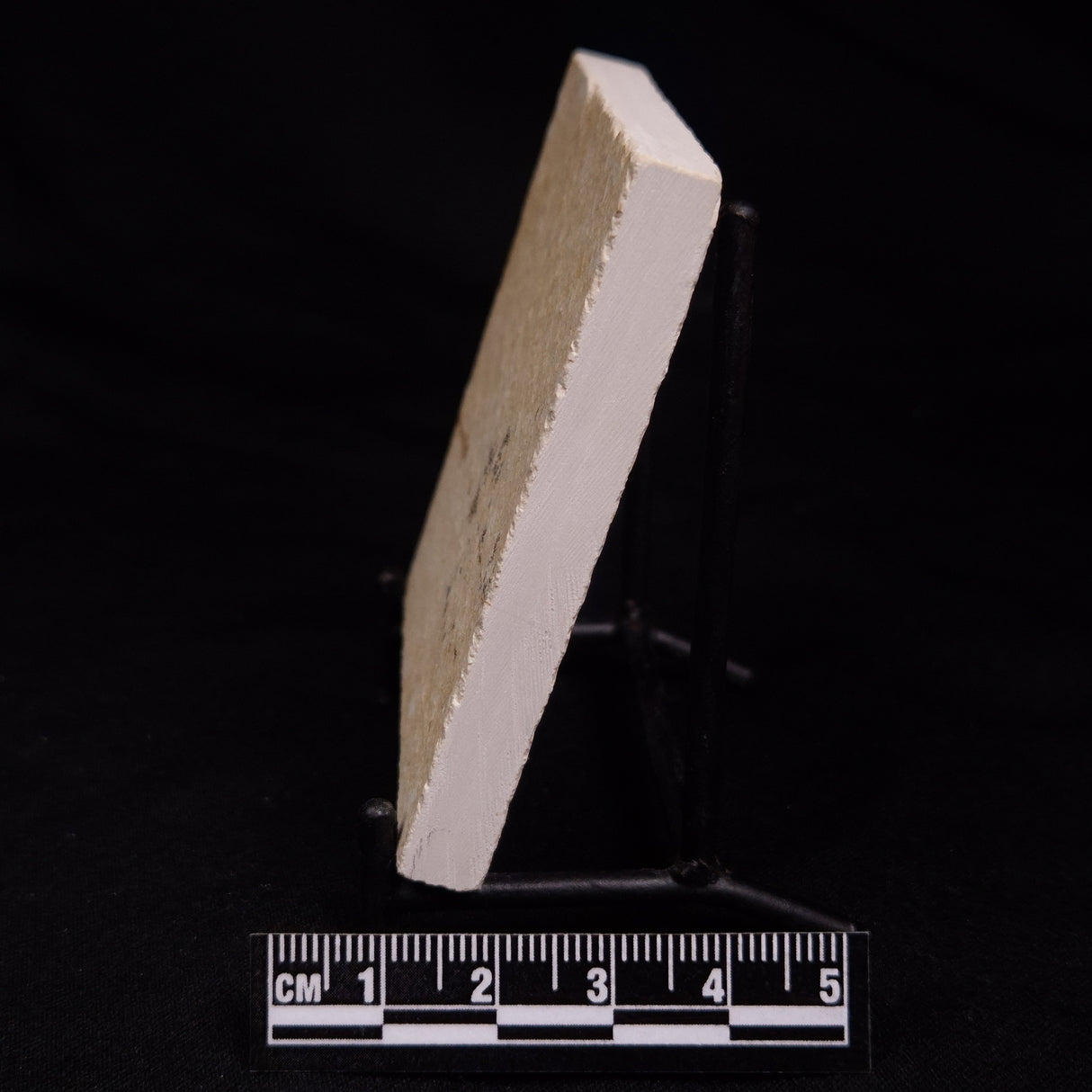 FLOATING CRINOID FOSSIL SACCOCOMA PECTINATA, Jurassic, Germany XFC018