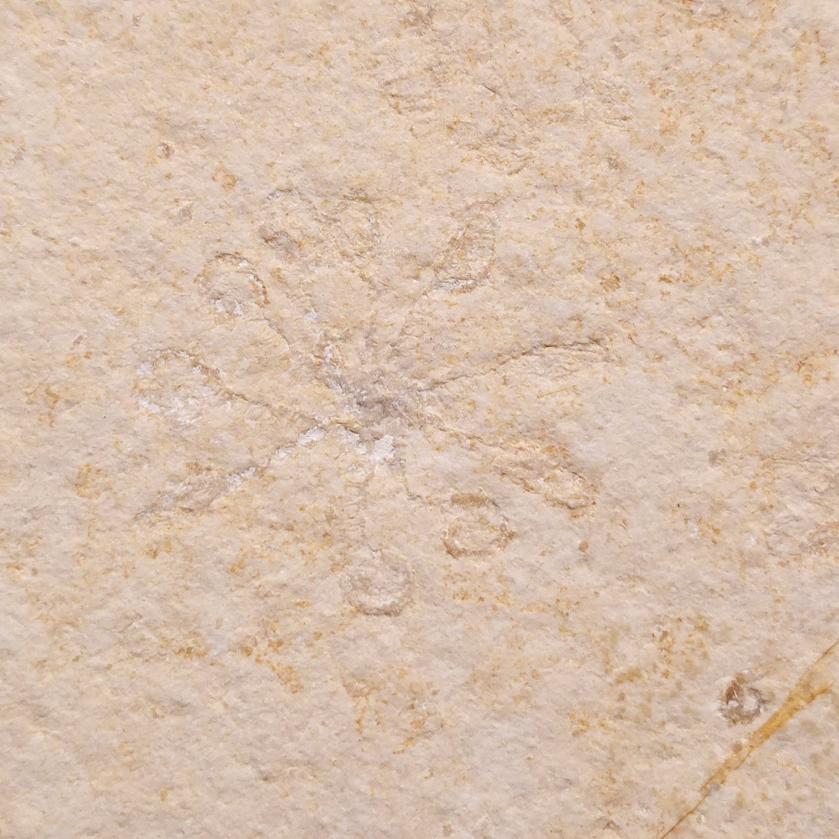 FLOATING CRINOID FOSSIL SACCOCOMA PECTINATA, Jurassic, Germany XFC019