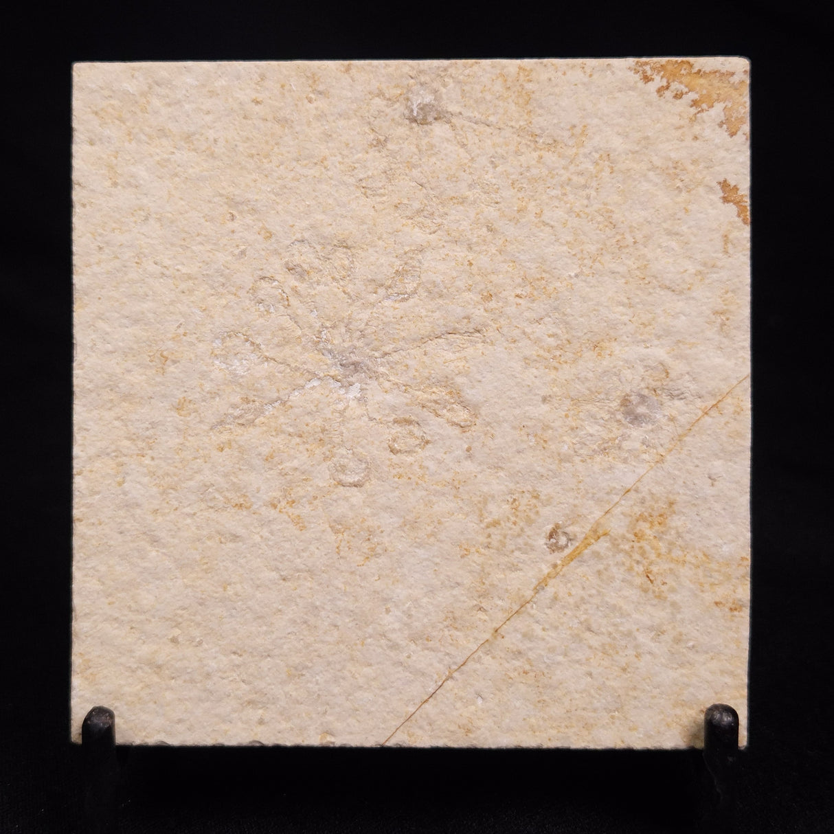 FLOATING CRINOID FOSSIL SACCOCOMA PECTINATA, Jurassic, Germany XFC019