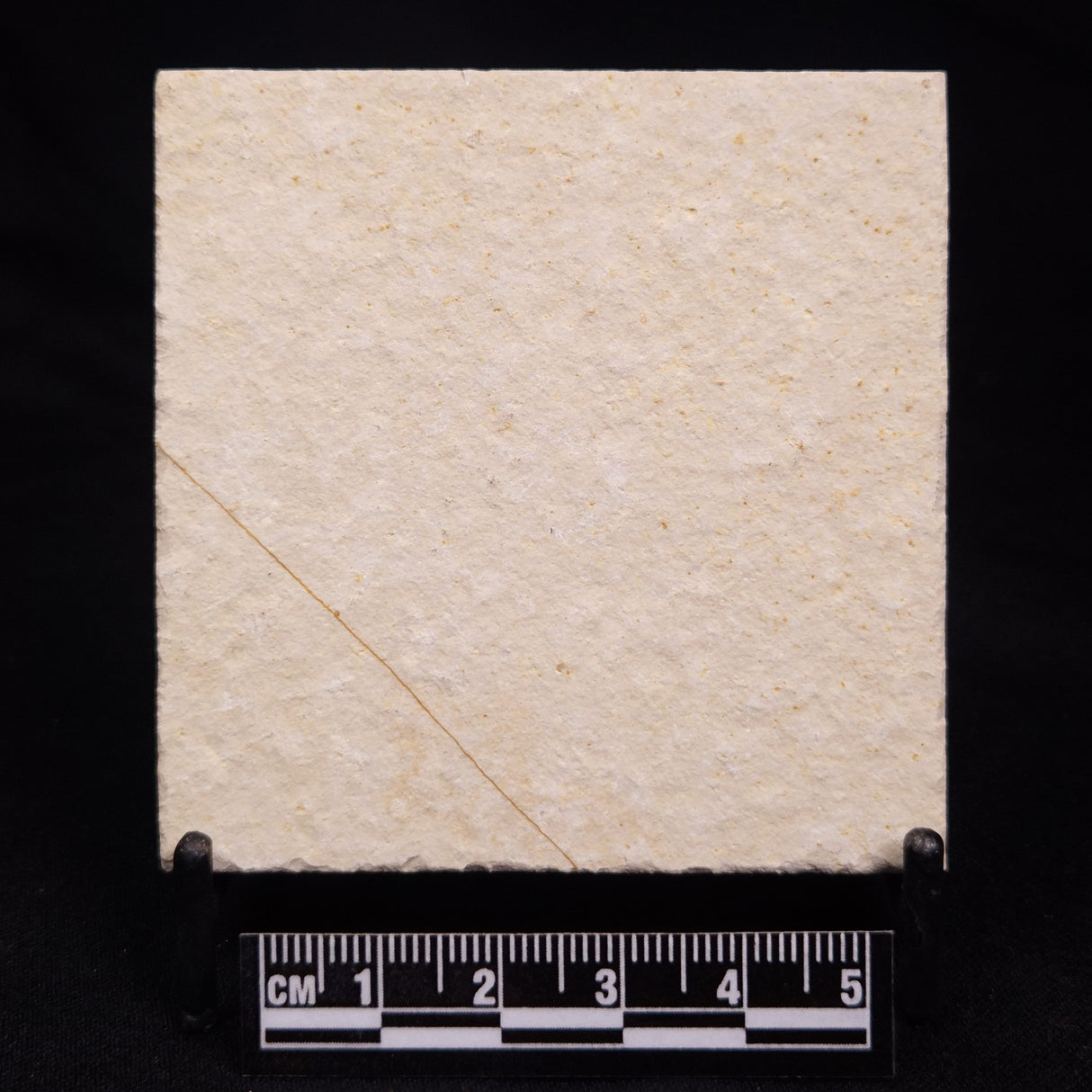 FLOATING CRINOID FOSSIL SACCOCOMA PECTINATA, Jurassic, Germany XFC019