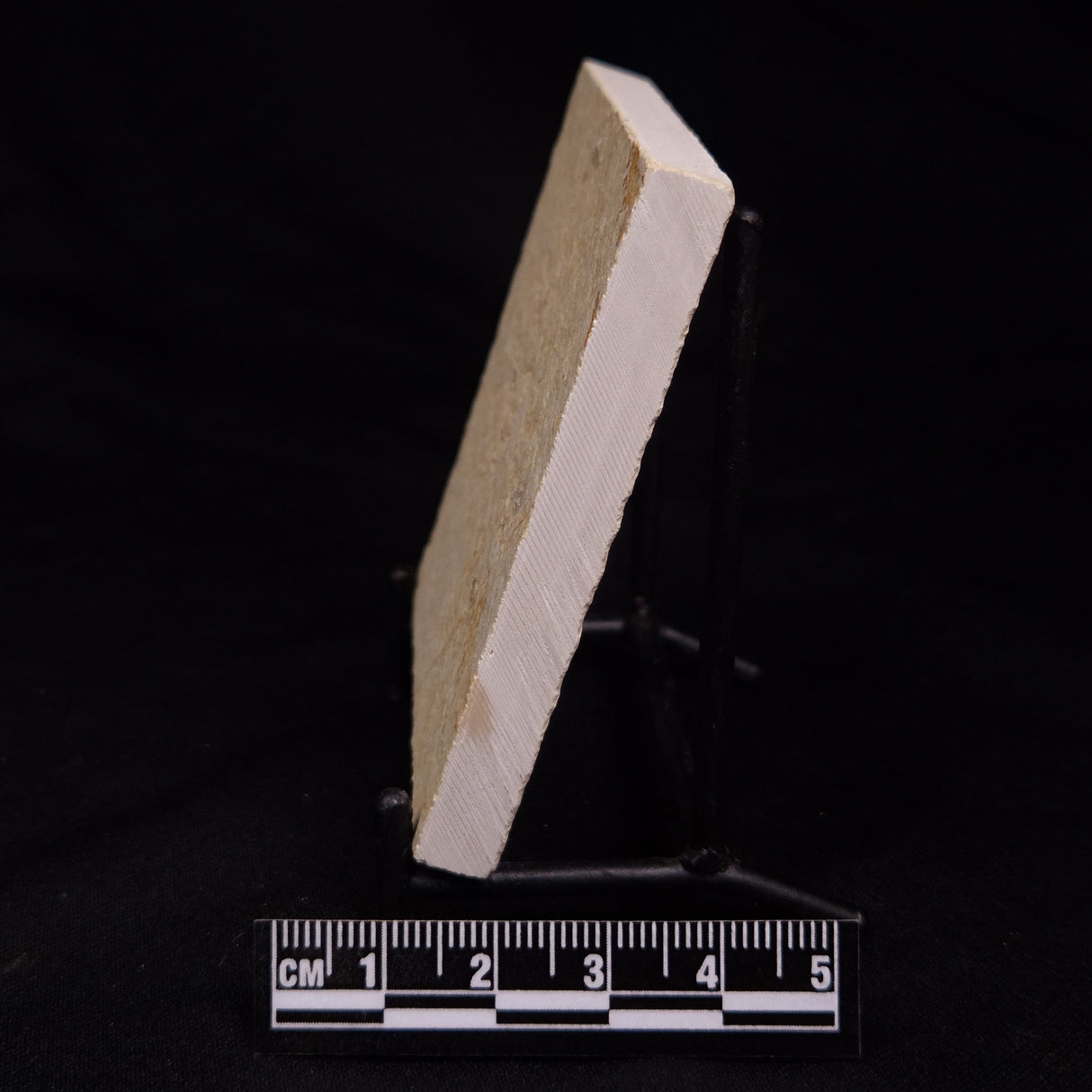 FLOATING CRINOID FOSSIL SACCOCOMA PECTINATA, Jurassic, Germany XFC019