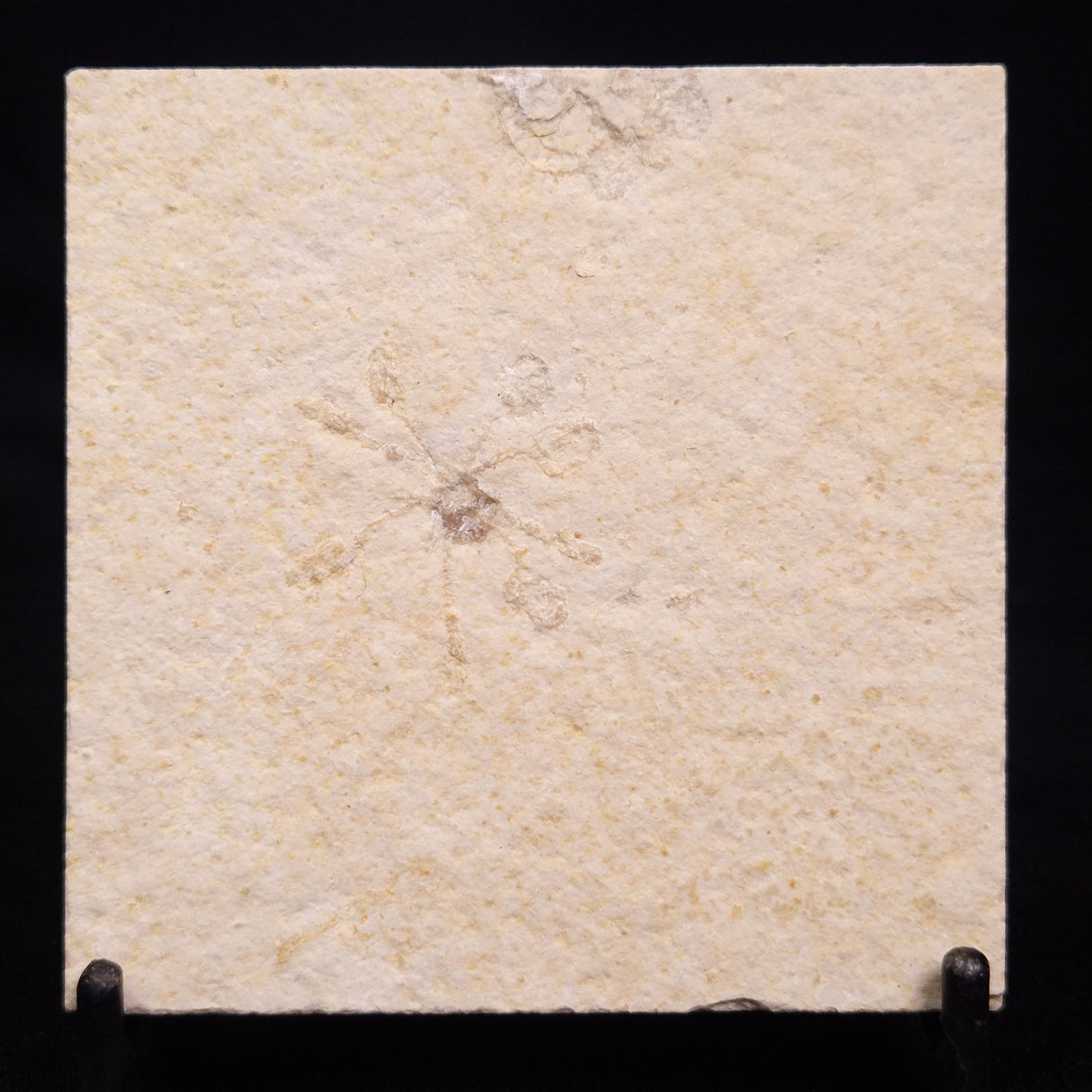 FLOATING CRINOID FOSSIL SACCOCOMA PECTINATA, Jurassic, Germany XFC020