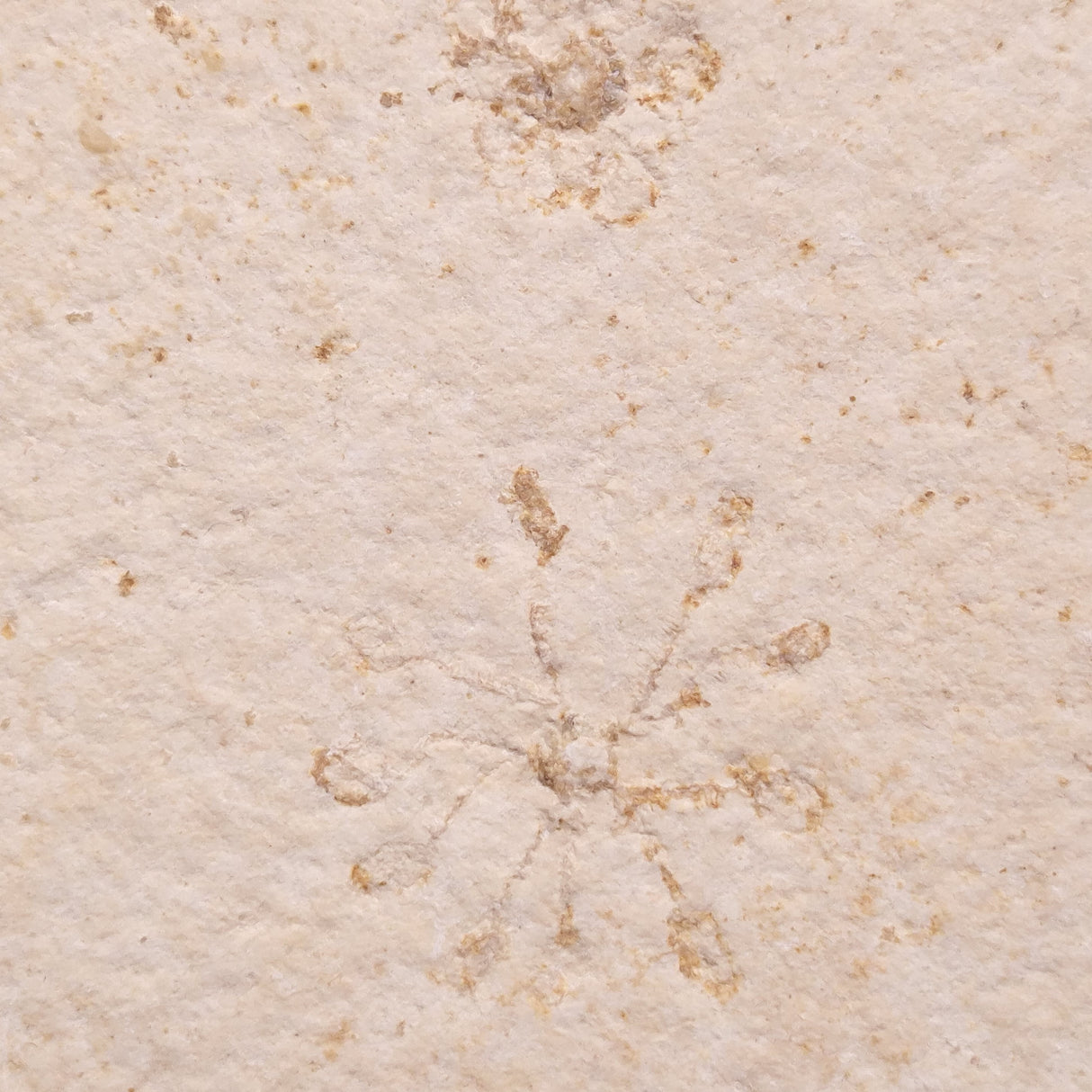 FLOATING CRINOID FOSSIL SACCOCOMA PECTINATA, Jurassic, Germany XFC026