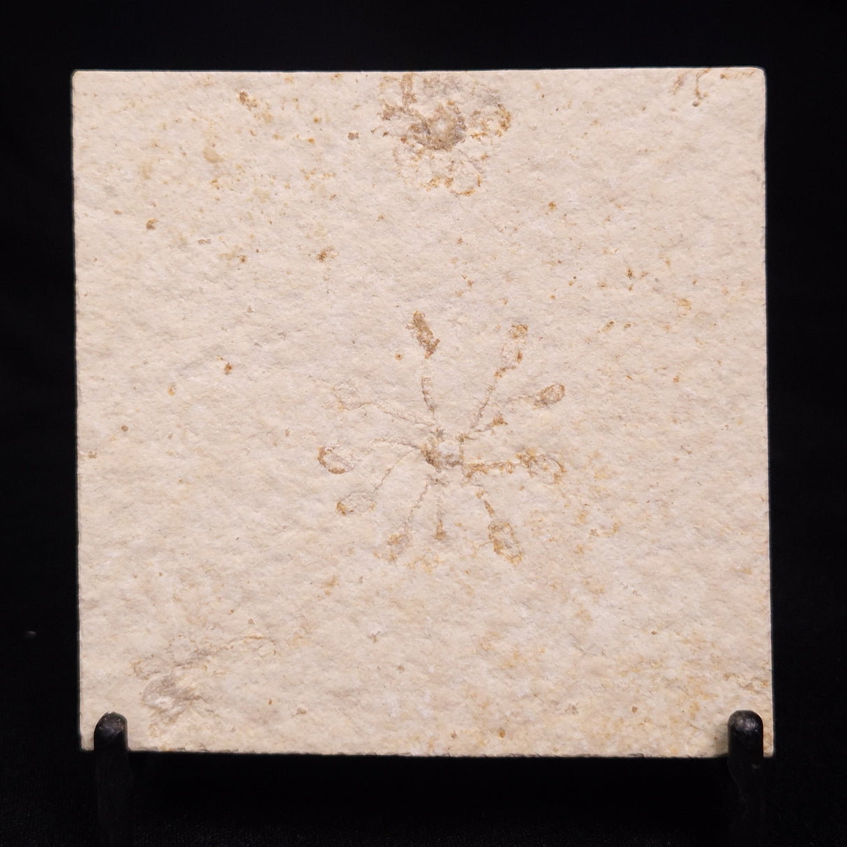 FLOATING CRINOID FOSSIL SACCOCOMA PECTINATA, Jurassic, Germany XFC026