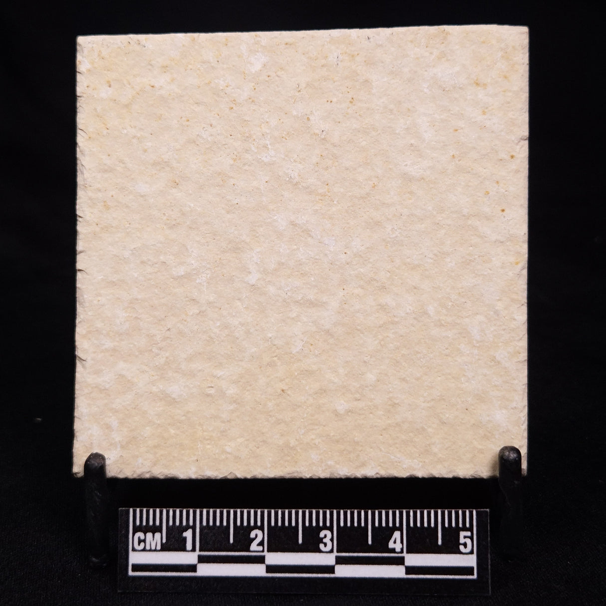 FLOATING CRINOID FOSSIL SACCOCOMA PECTINATA, Jurassic, Germany XFC026