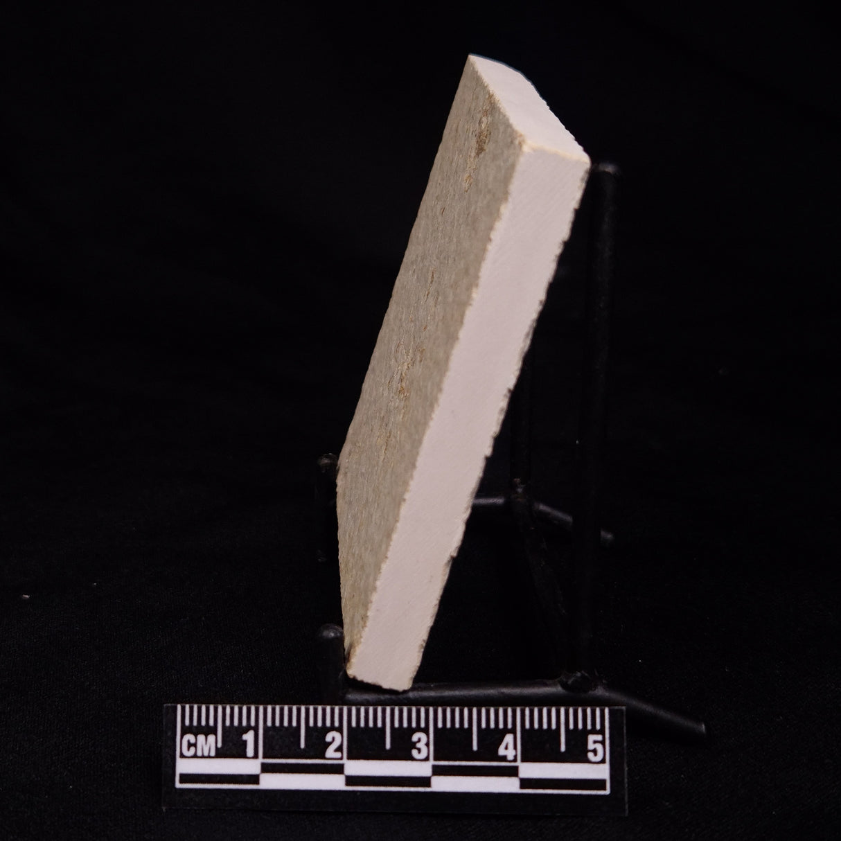 FLOATING CRINOID FOSSIL SACCOCOMA PECTINATA, Jurassic, Germany XFC026