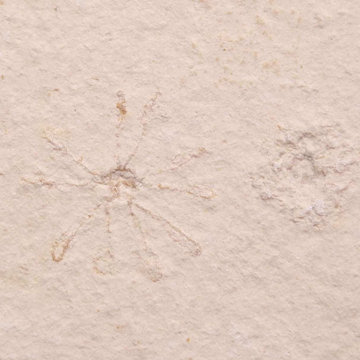 FLOATING CRINOID FOSSIL SACCOCOMA PECTINATA, Jurassic, Germany XFC027