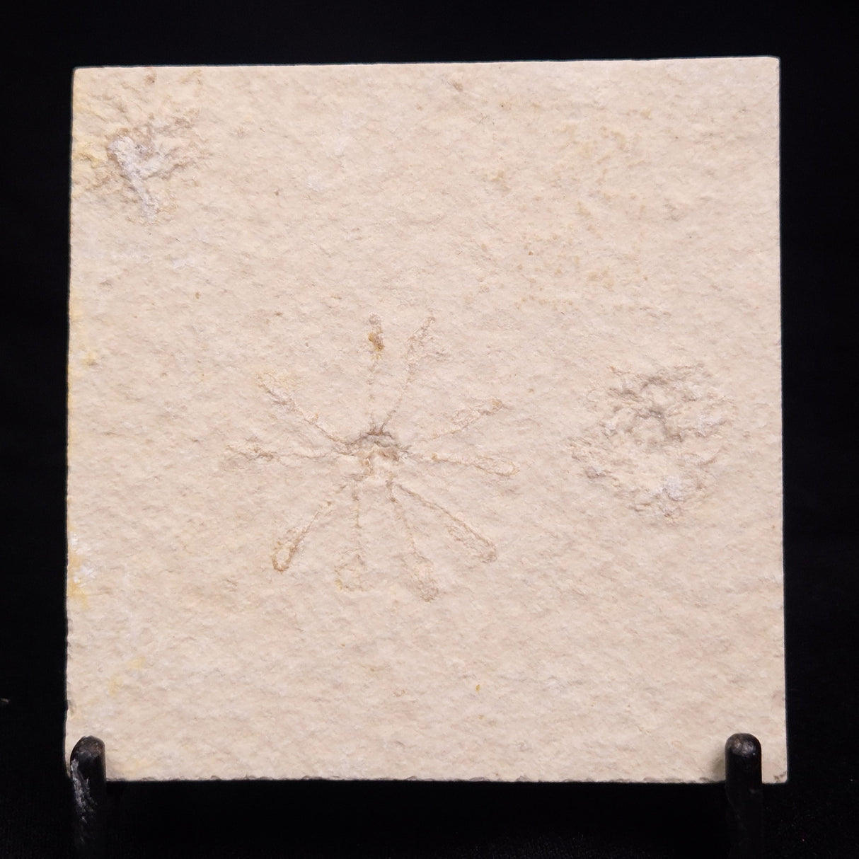 FLOATING CRINOID FOSSIL SACCOCOMA PECTINATA, Jurassic, Germany XFC027