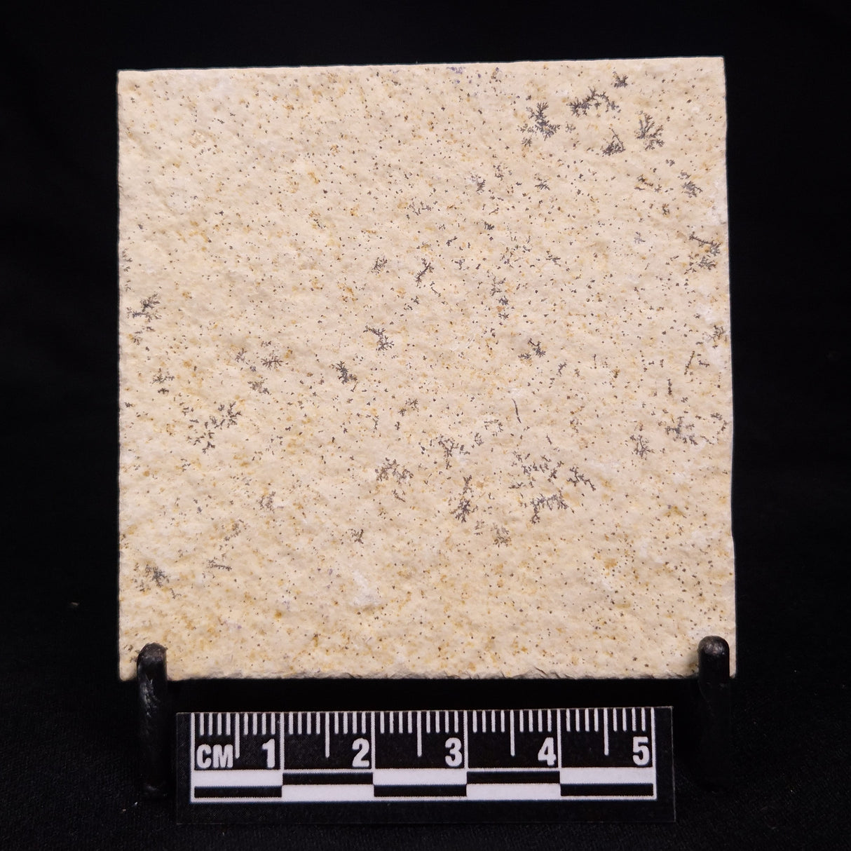 FLOATING CRINOID FOSSIL SACCOCOMA PECTINATA, Jurassic, Germany XFC027