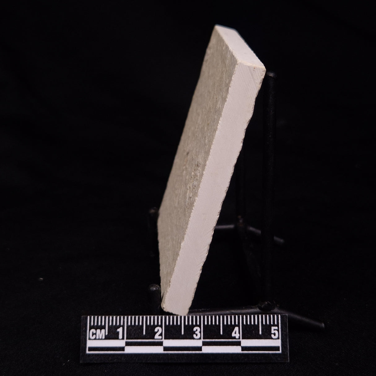 FLOATING CRINOID FOSSIL SACCOCOMA PECTINATA, Jurassic, Germany XFC027