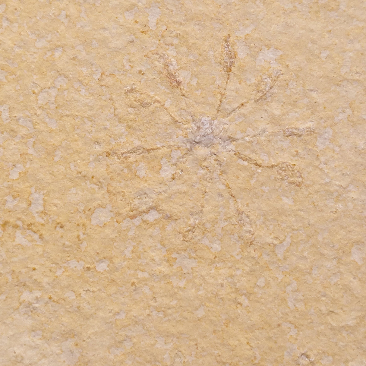 FLOATING CRINOID FOSSIL SACCOCOMA PECTINATA, Jurassic, Germany XFC028