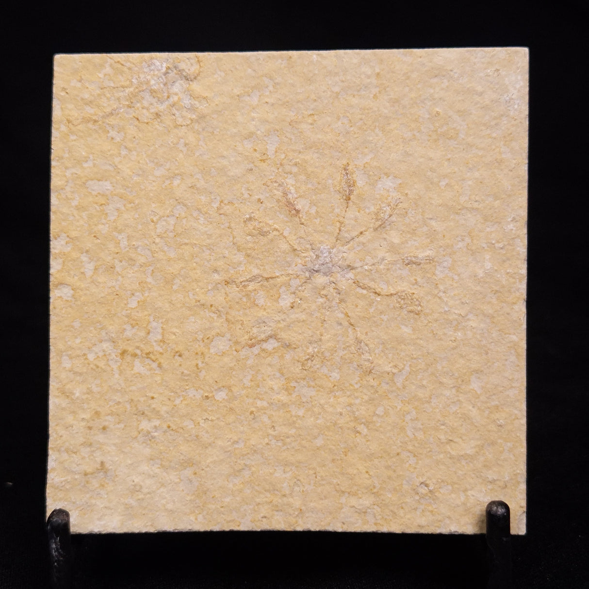 FLOATING CRINOID FOSSIL SACCOCOMA PECTINATA, Jurassic, Germany XFC028