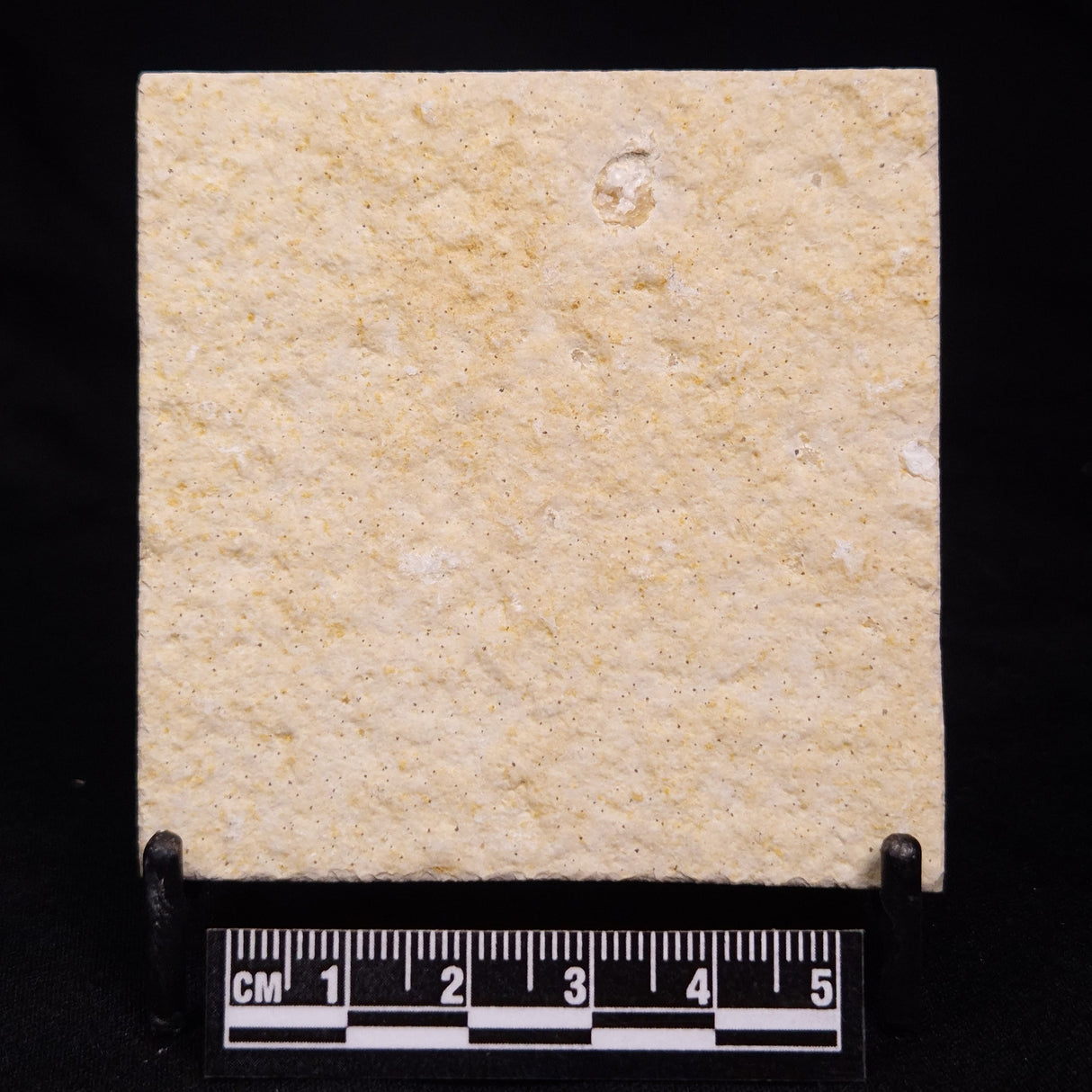 FLOATING CRINOID FOSSIL SACCOCOMA PECTINATA, Jurassic, Germany XFC028