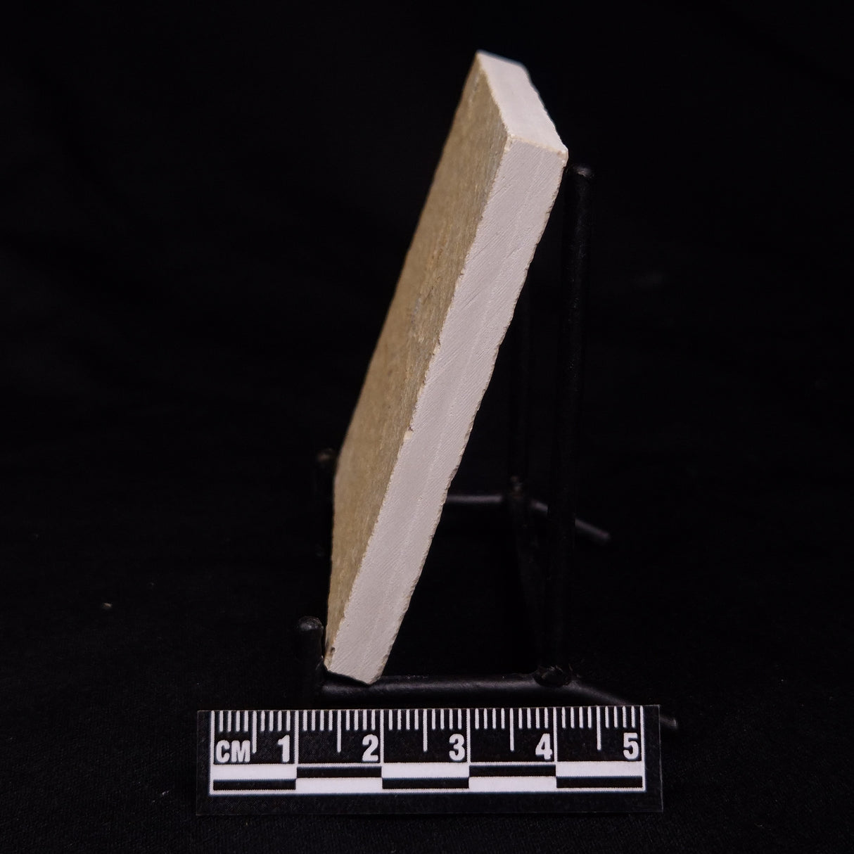 FLOATING CRINOID FOSSIL SACCOCOMA PECTINATA, Jurassic, Germany XFC028