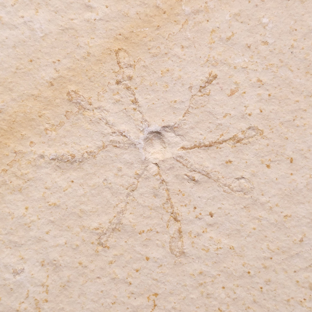 FLOATING CRINOID FOSSIL SACCOCOMA PECTINATA, Jurassic, Germany XFC031