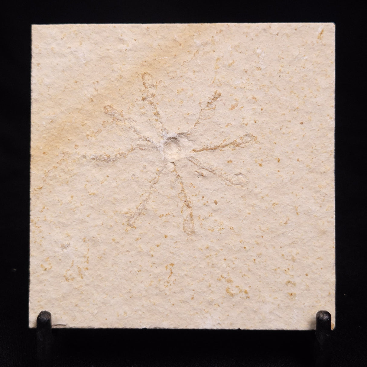 FLOATING CRINOID FOSSIL SACCOCOMA PECTINATA, Jurassic, Germany XFC031