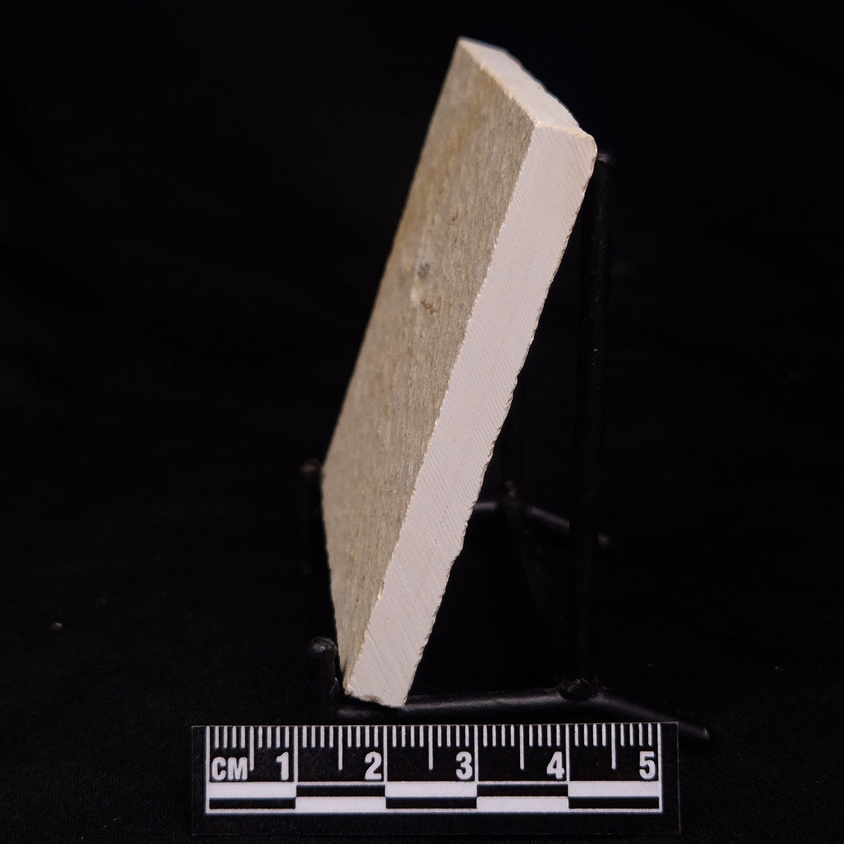 FLOATING CRINOID FOSSIL SACCOCOMA PECTINATA, Jurassic, Germany XFC031