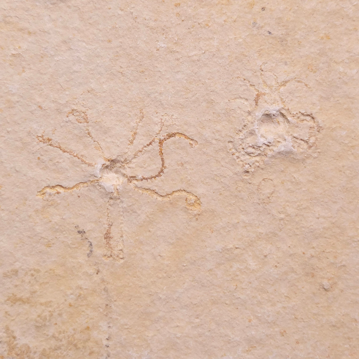 FLOATING CRINOID FOSSIL SACCOCOMA PECTINATA, Jurassic, Germany XFC033
