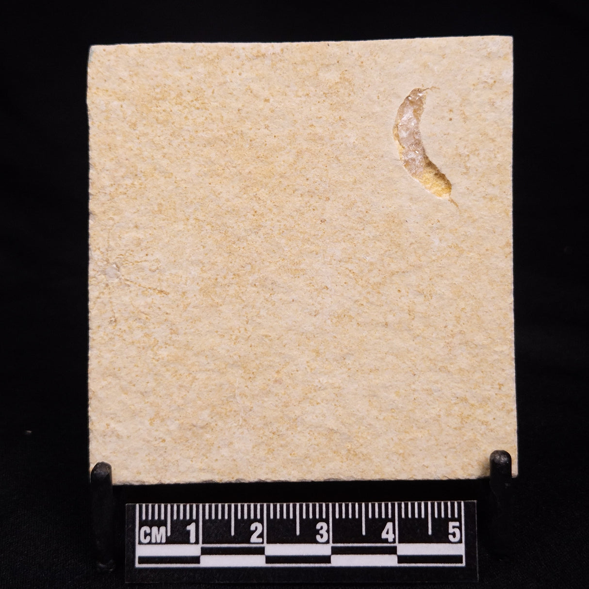 FLOATING CRINOID FOSSIL SACCOCOMA PECTINATA, Jurassic, Germany XFC035