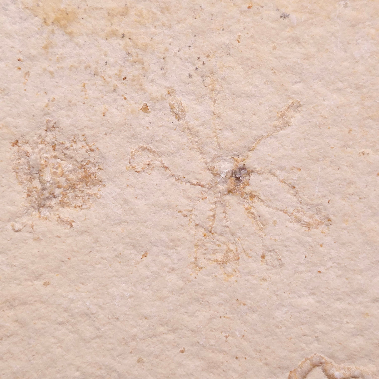 FLOATING CRINOID FOSSIL SACCOCOMA PECTINATA, Jurassic, Germany XFC037
