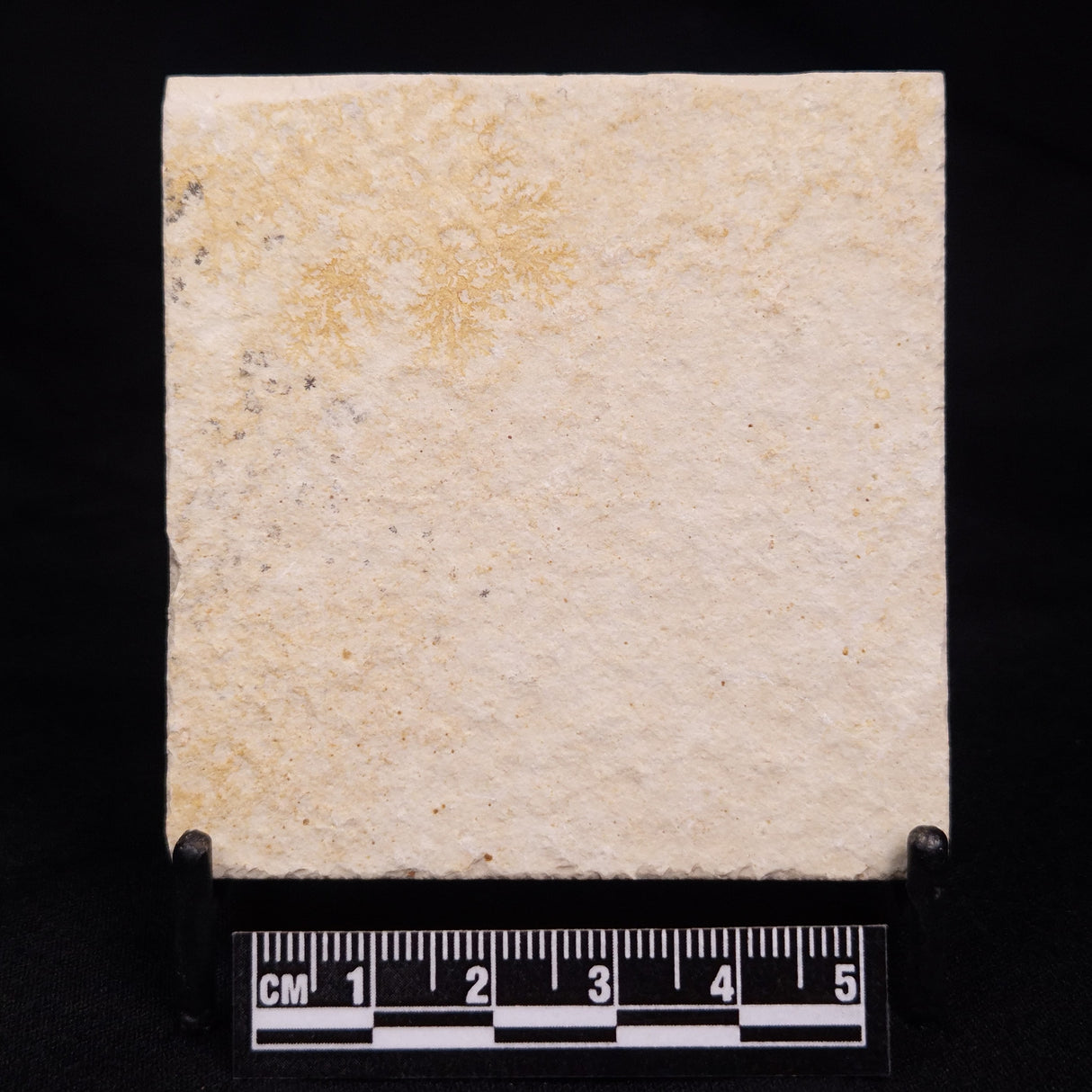 FLOATING CRINOID FOSSIL SACCOCOMA PECTINATA, Jurassic, Germany XFC037