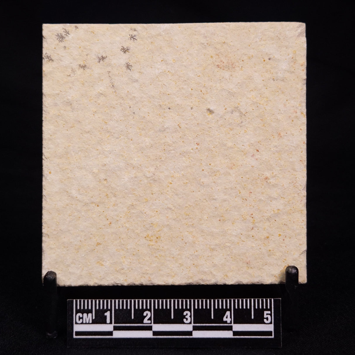 FLOATING CRINOID FOSSIL SACCOCOMA PECTINATA, Jurassic, Germany XFC038