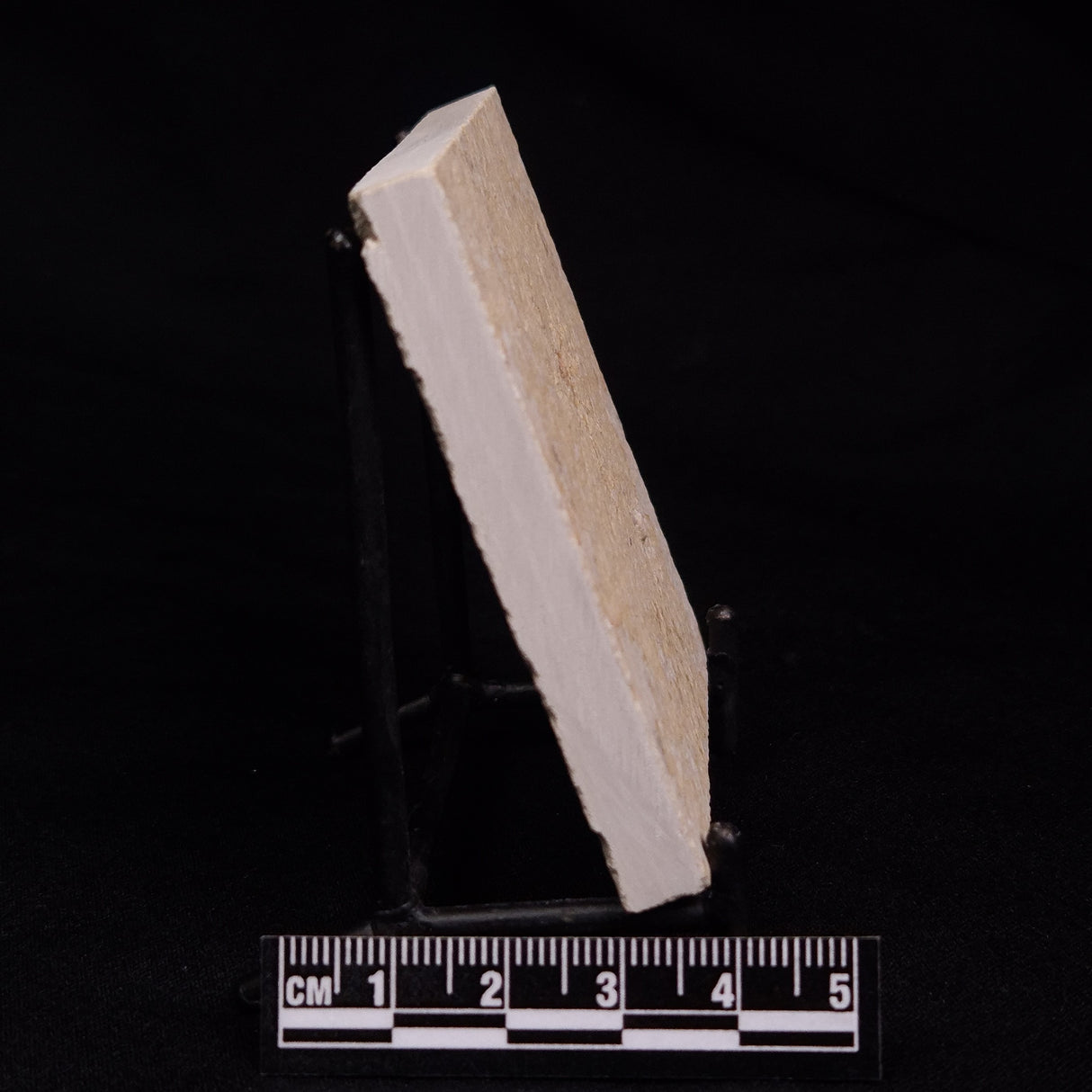 FLOATING CRINOID FOSSIL SACCOCOMA PECTINATA, Jurassic, Germany XFC038