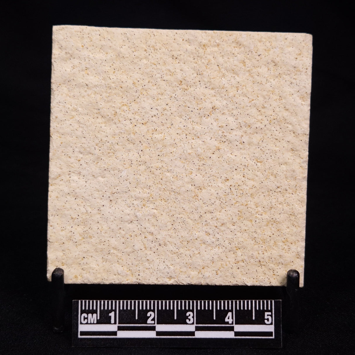 FLOATING CRINOID FOSSIL SACCOCOMA PECTINATA, Jurassic, Germany XFC039