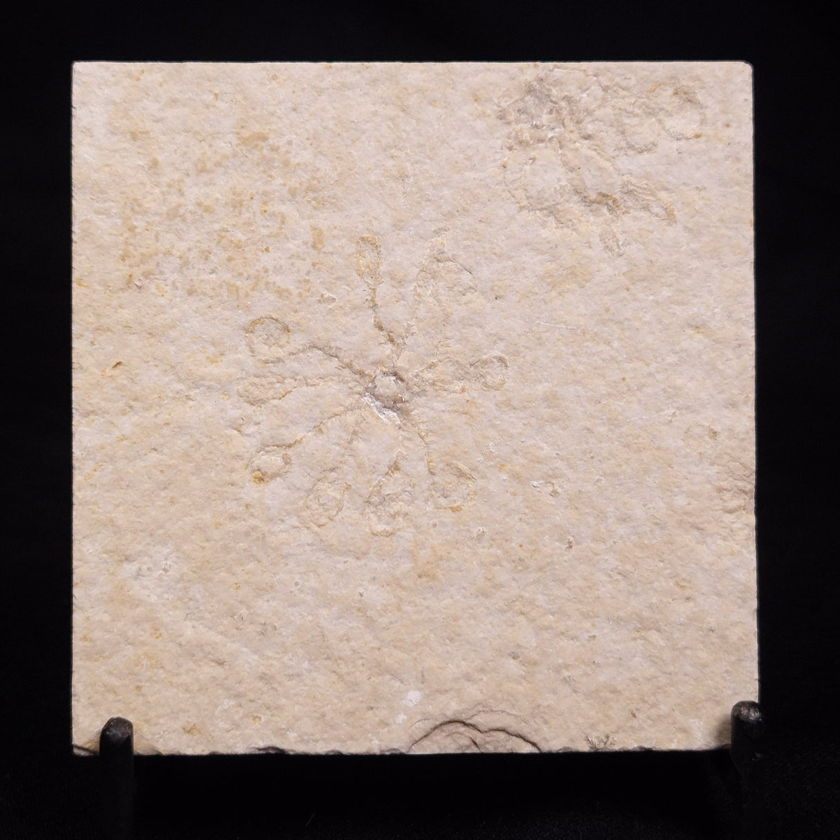 FLOATING CRINOID FOSSIL SACCOCOMA PECTINATA, Jurassic, Germany XFC040
