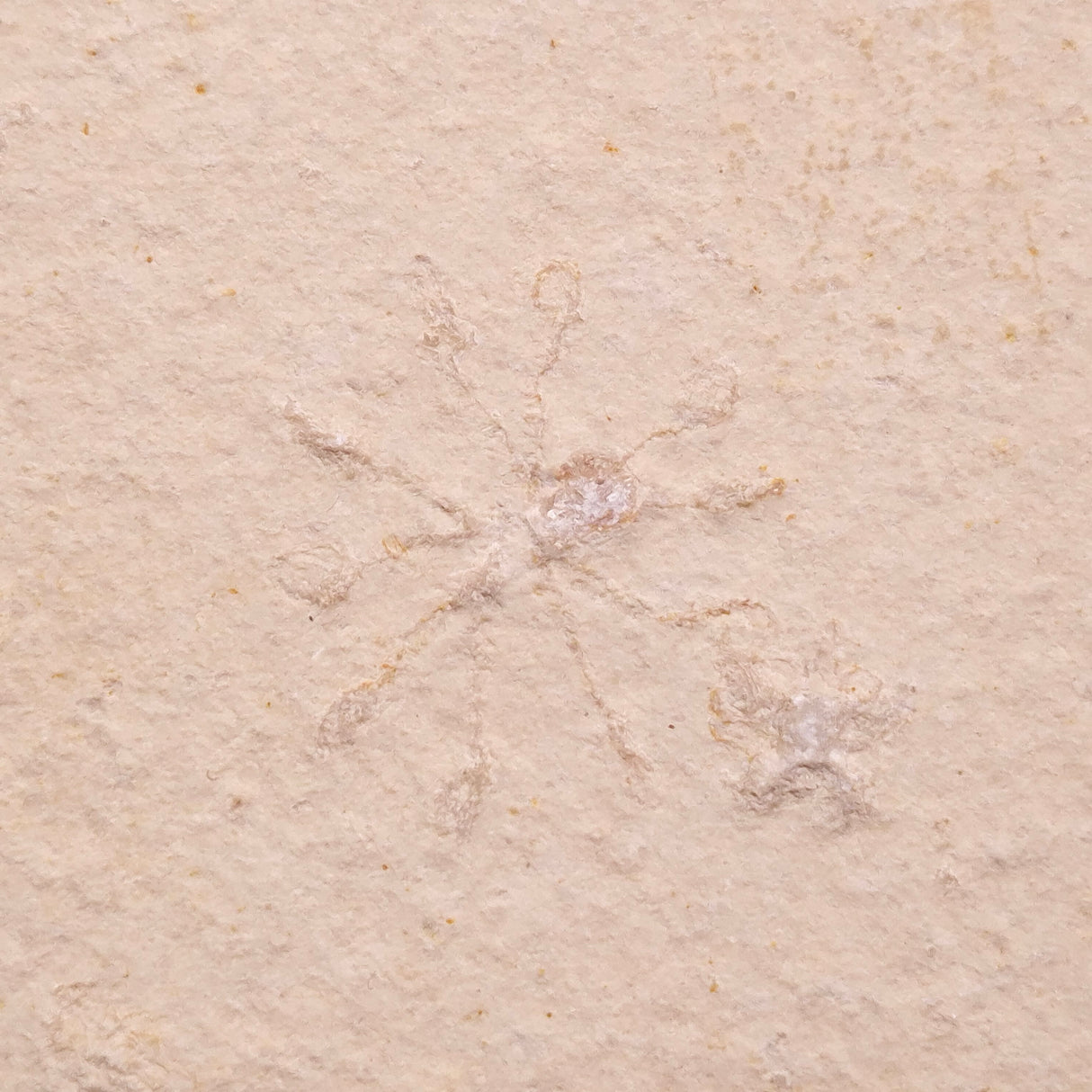 FLOATING CRINOID FOSSIL SACCOCOMA PECTINATA, Jurassic, Germany XFC041