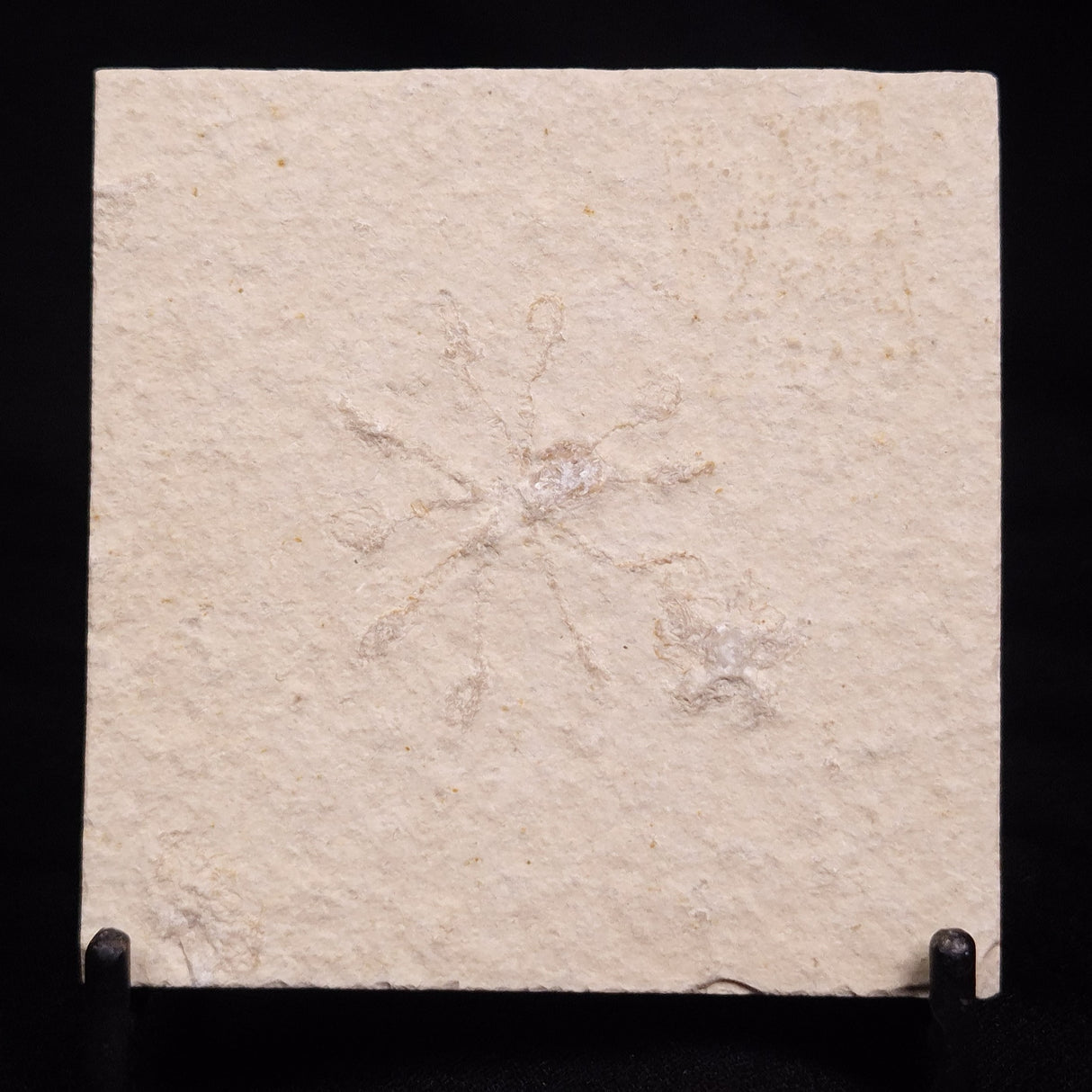 FLOATING CRINOID FOSSIL SACCOCOMA PECTINATA, Jurassic, Germany XFC041