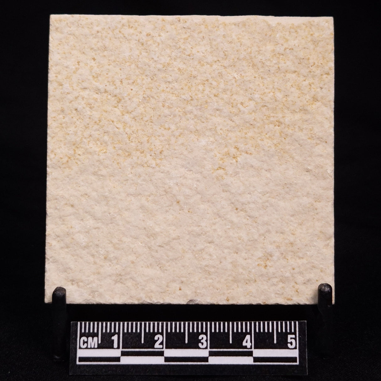 FLOATING CRINOID FOSSIL SACCOCOMA PECTINATA, Jurassic, Germany XFC041