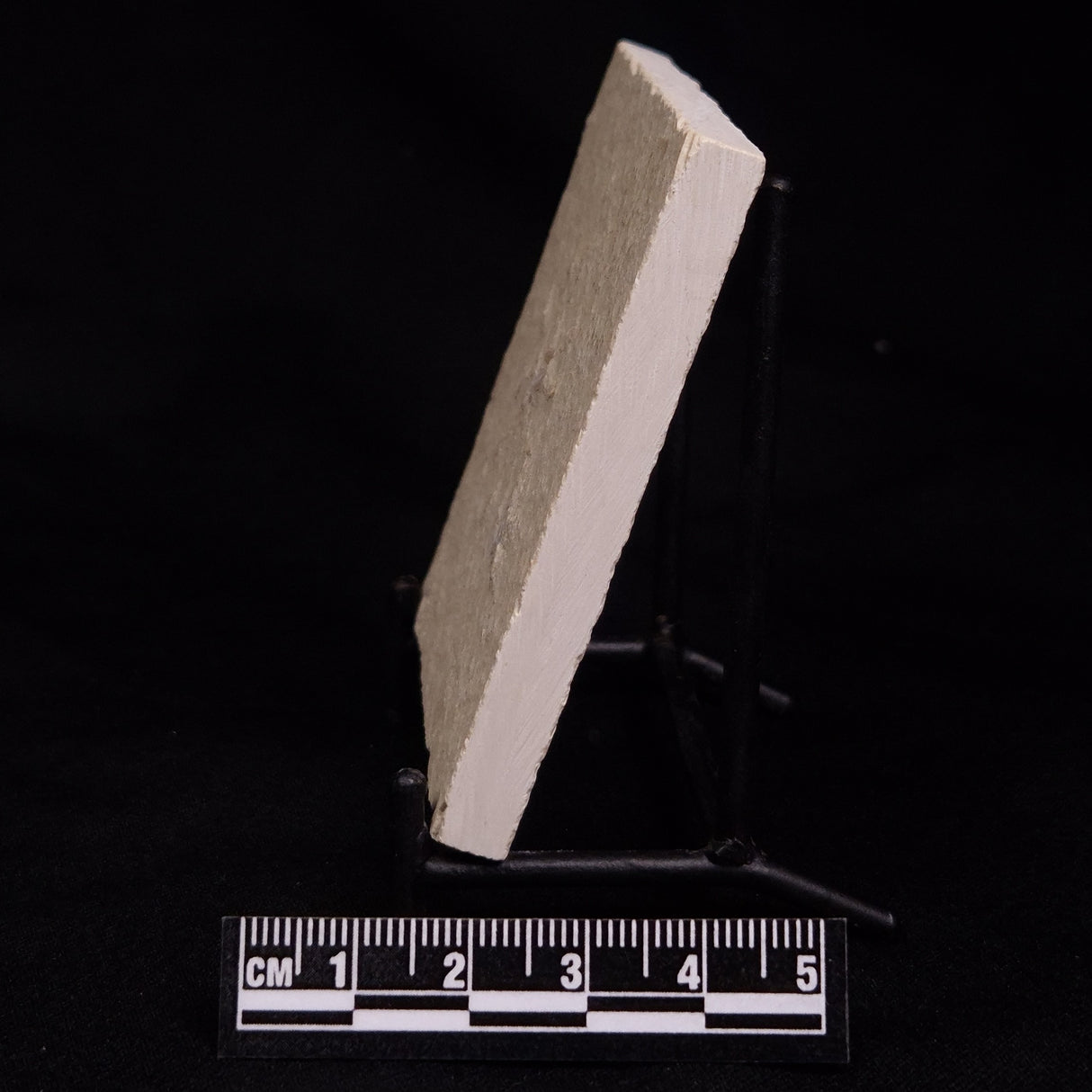 FLOATING CRINOID FOSSIL SACCOCOMA PECTINATA, Jurassic, Germany XFC041