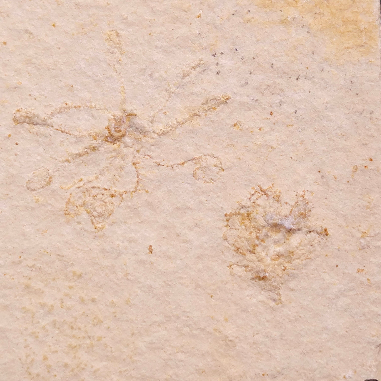 FLOATING CRINOID FOSSIL SACCOCOMA PECTINATA, Jurassic, Germany XFC042