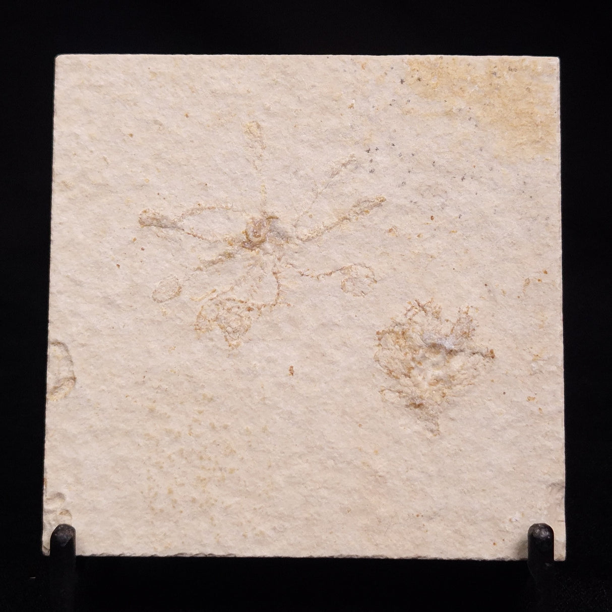 FLOATING CRINOID FOSSIL SACCOCOMA PECTINATA, Jurassic, Germany XFC042