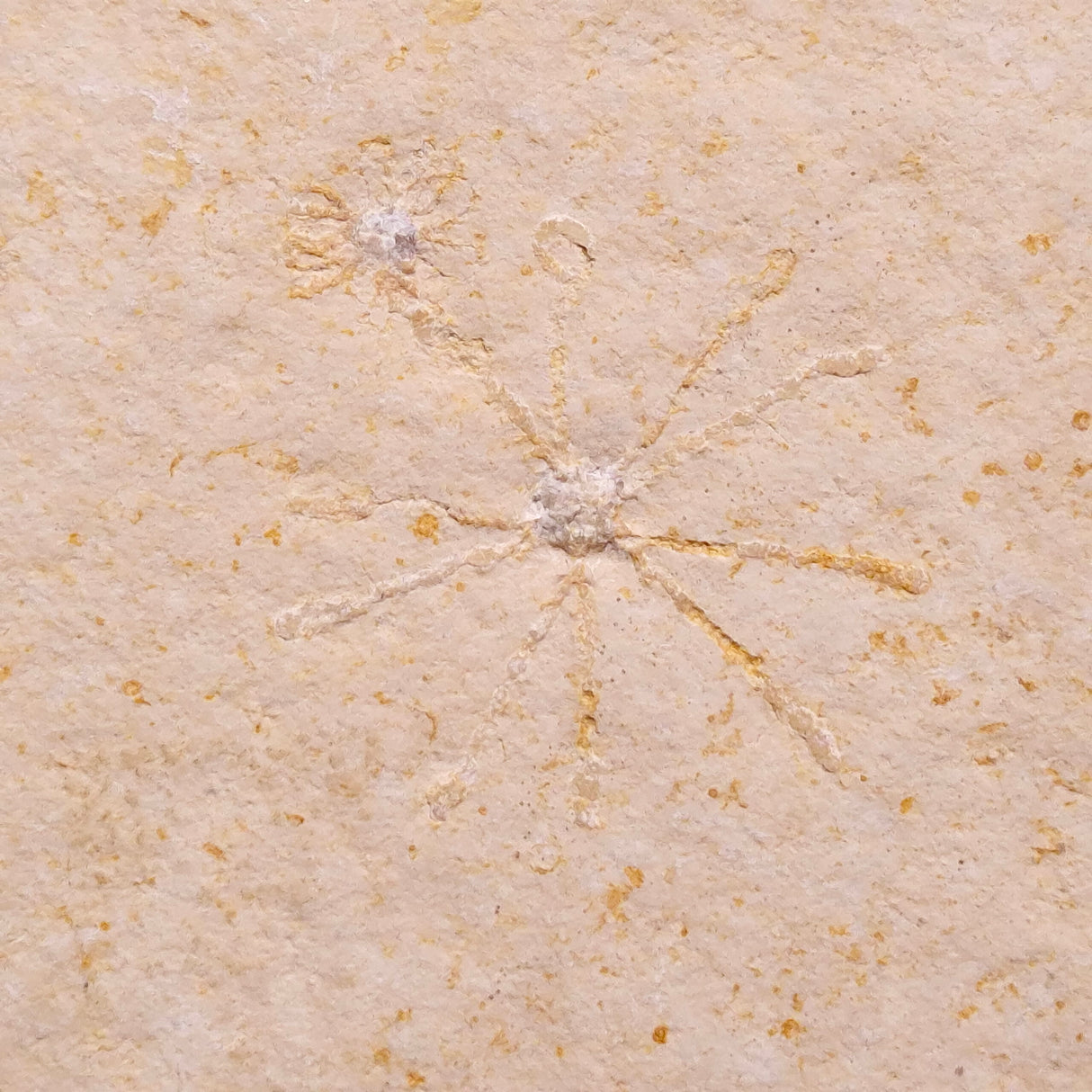 FLOATING CRINOID FOSSIL SACCOCOMA PECTINATA, Jurassic, Germany XFC043