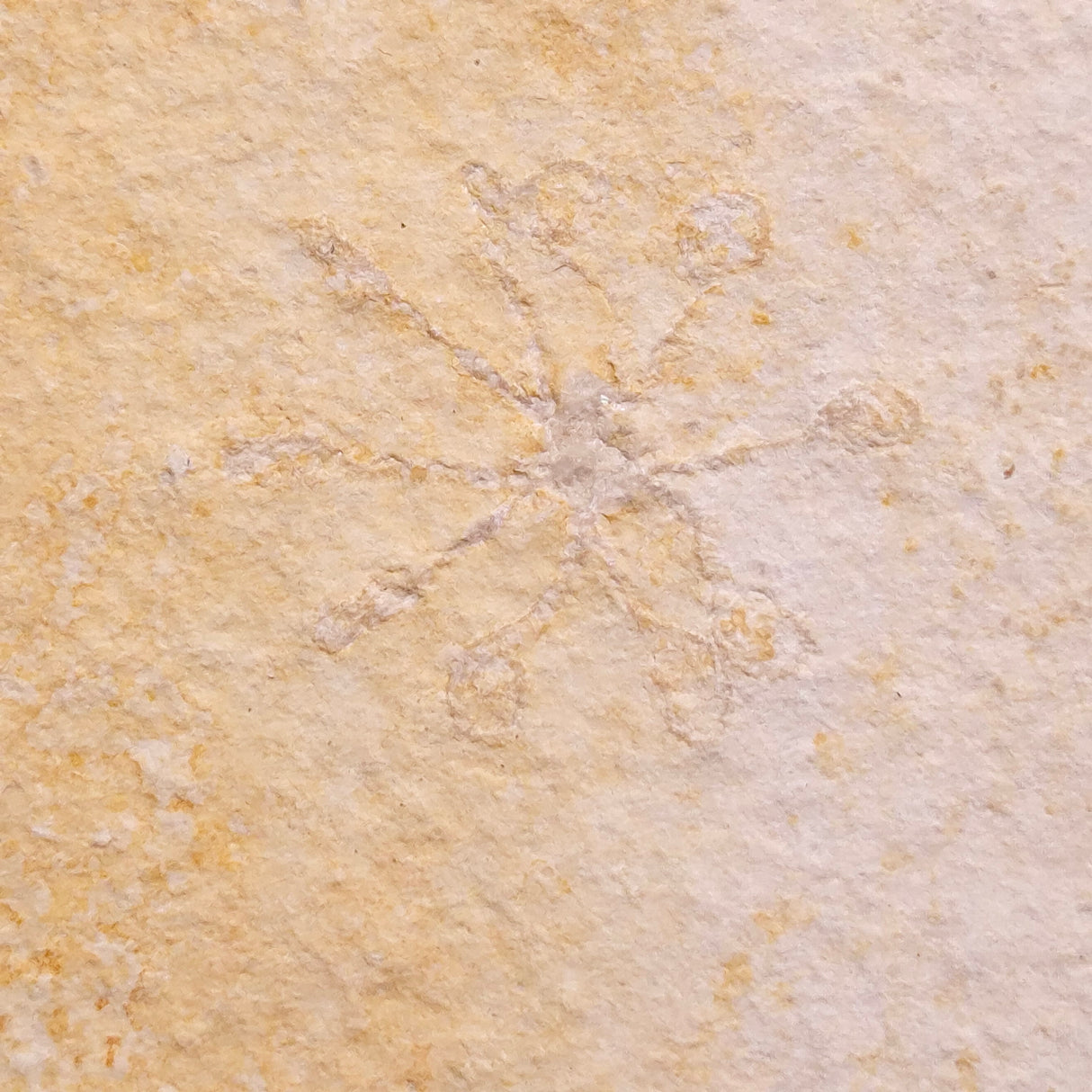 FLOATING CRINOID FOSSIL SACCOCOMA PECTINATA, Jurassic, Germany XFC044