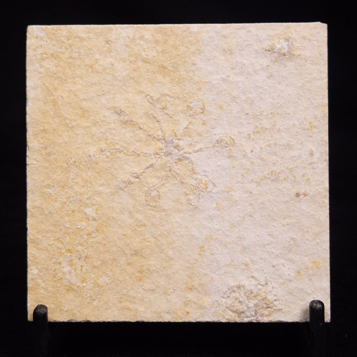 FLOATING CRINOID FOSSIL SACCOCOMA PECTINATA, Jurassic, Germany XFC044