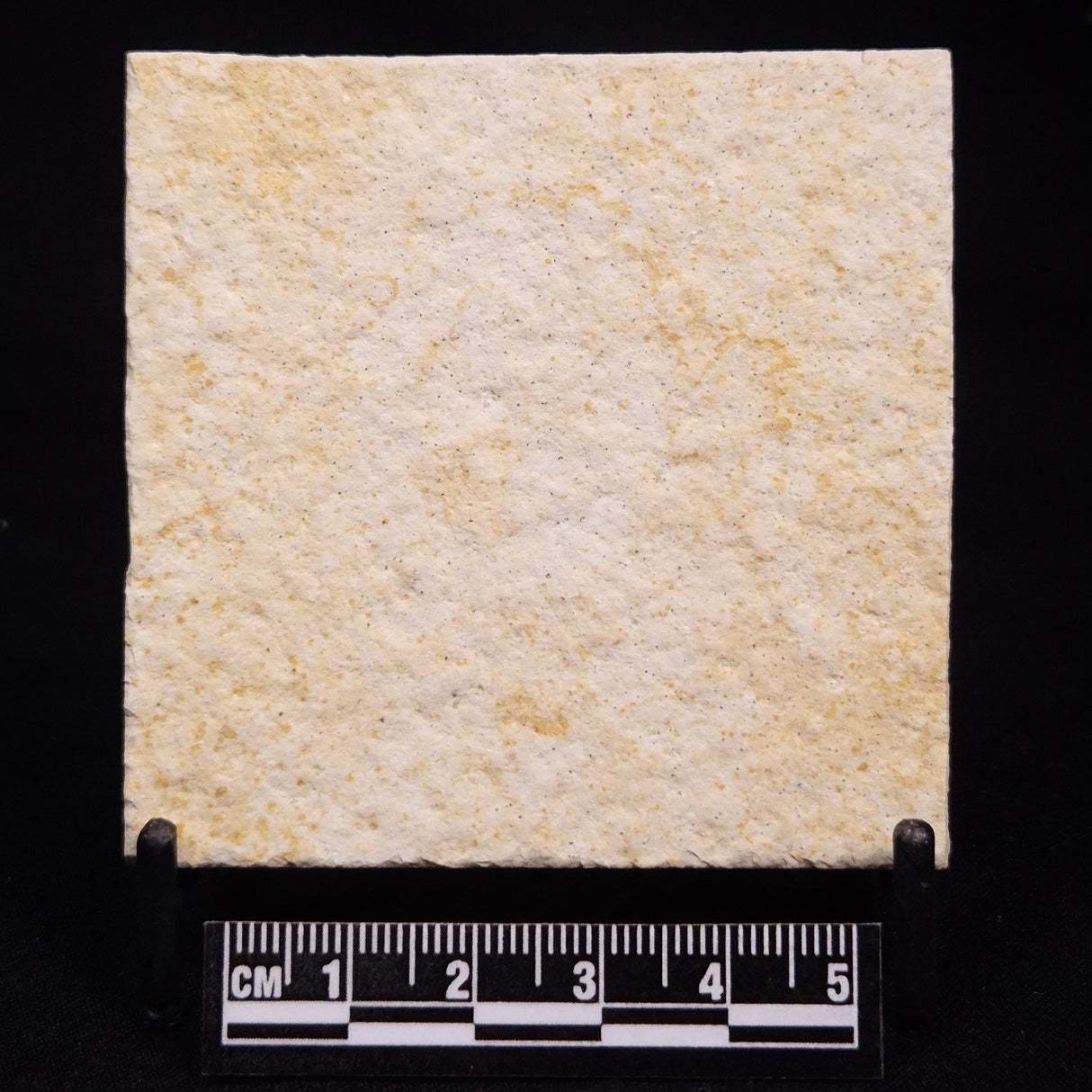 FLOATING CRINOID FOSSIL SACCOCOMA PECTINATA, Jurassic, Germany XFC044