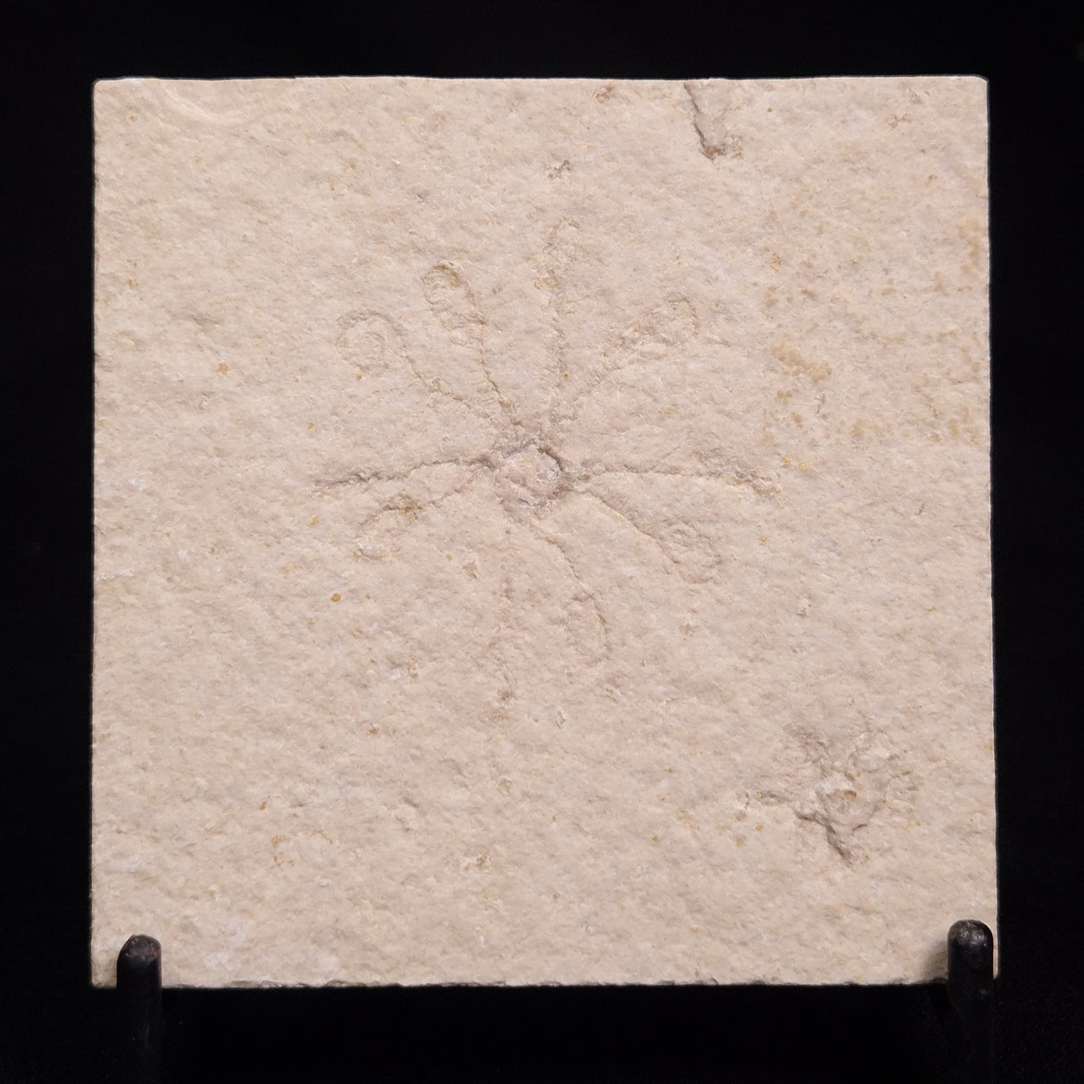 FLOATING CRINOID FOSSIL SACCOCOMA PECTINATA, Jurassic, Germany XFC045