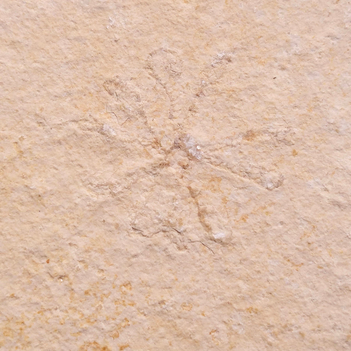 FLOATING CRINOID FOSSIL SACCOCOMA PECTINATA, Jurassic, Germany XFC046